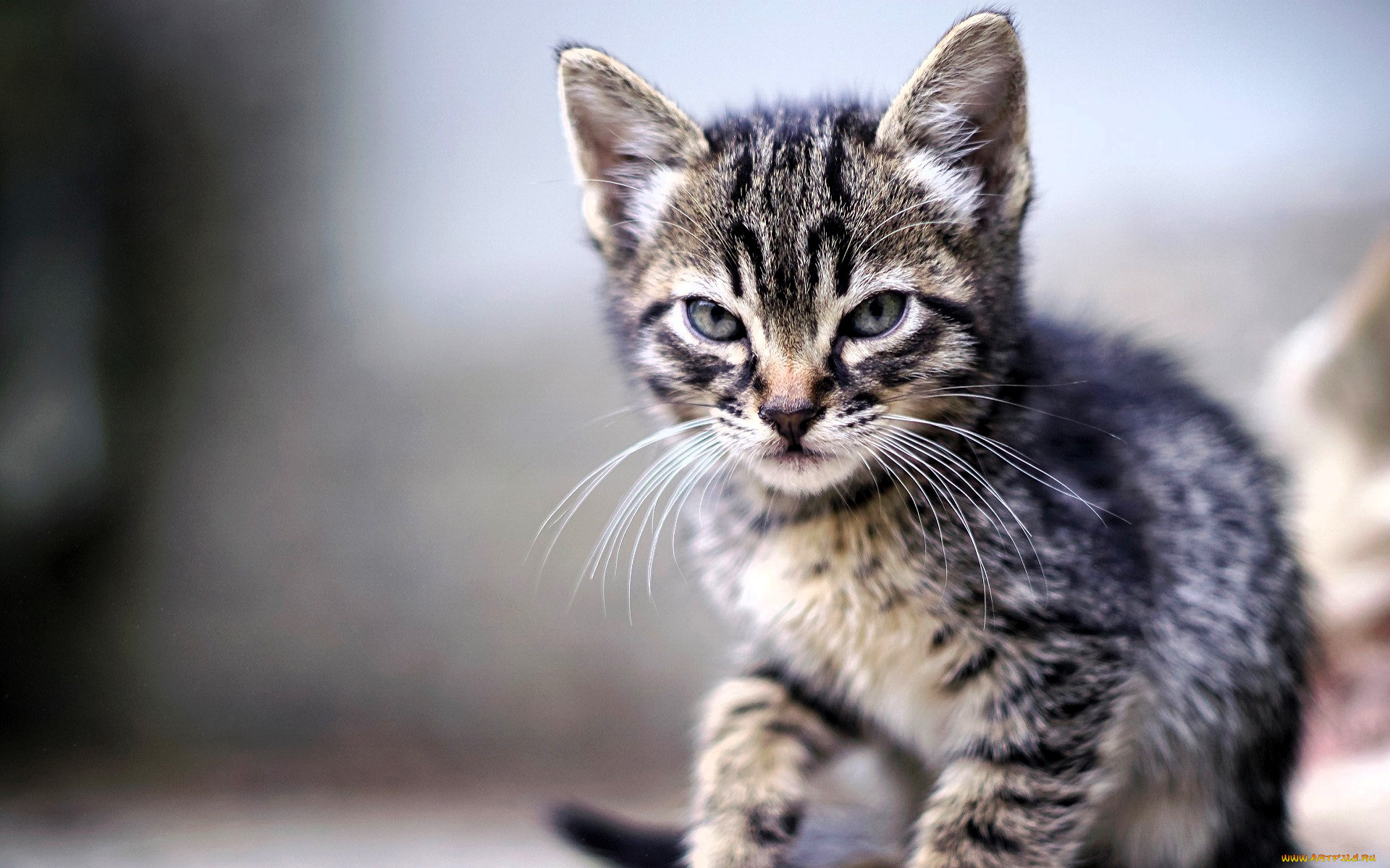 животные, коты, котенок, серый, полосатый, взгляд