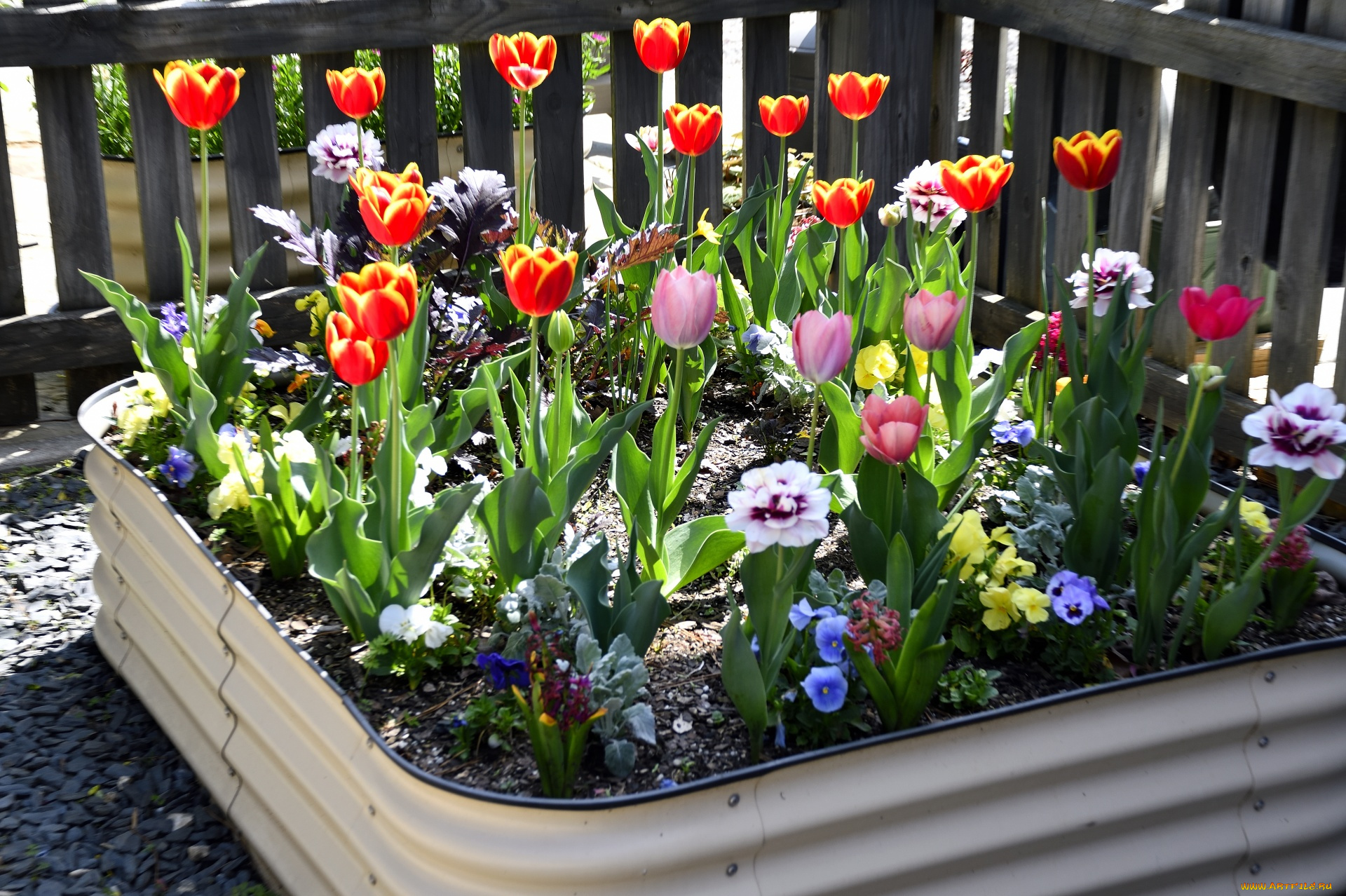 цветы, разные, вместе, клумба, тюльпаны, гиацинты, анютины, глазки