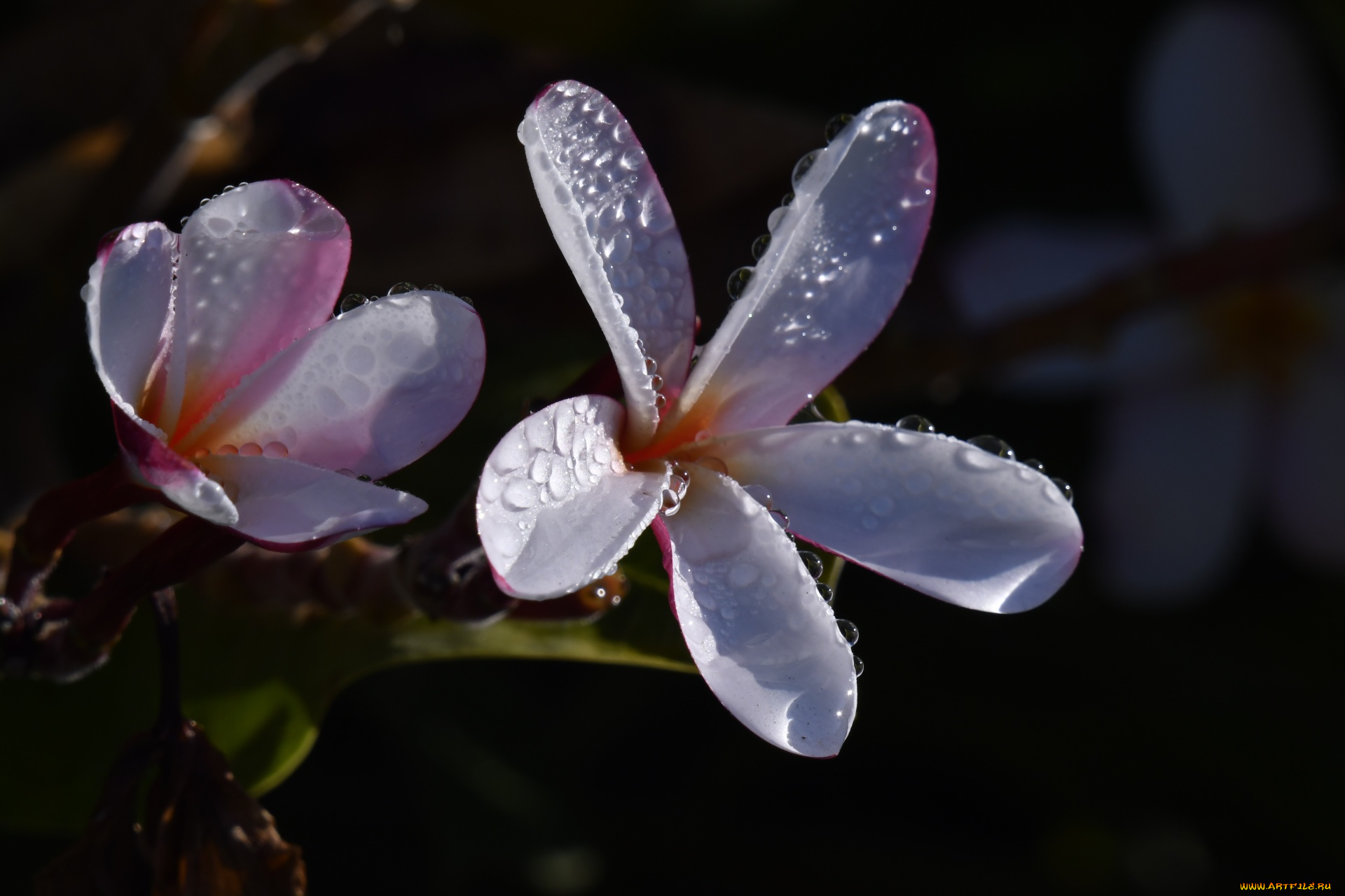 цветы, плюмерия, бутоны, капли