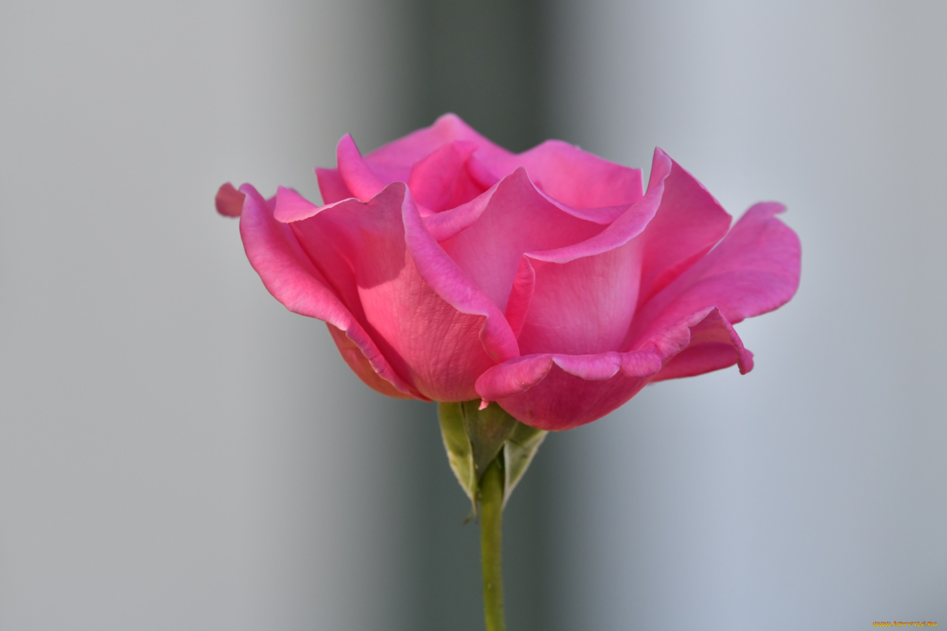 цветы, розы, розовая, роза, бутон