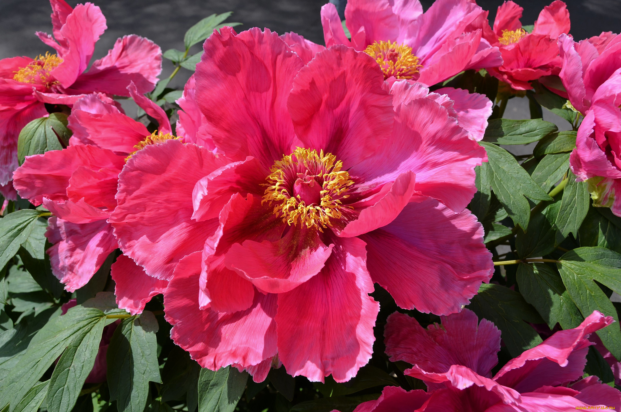 цветы, пионы, макро, розовый, пион, древовидный