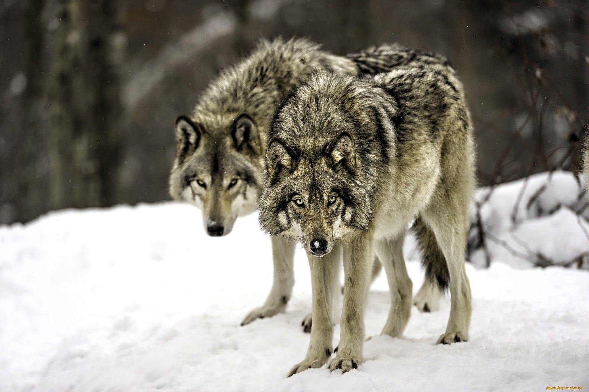 животные, волки, , койоты, , шакалы, пара, снег, зима, лес