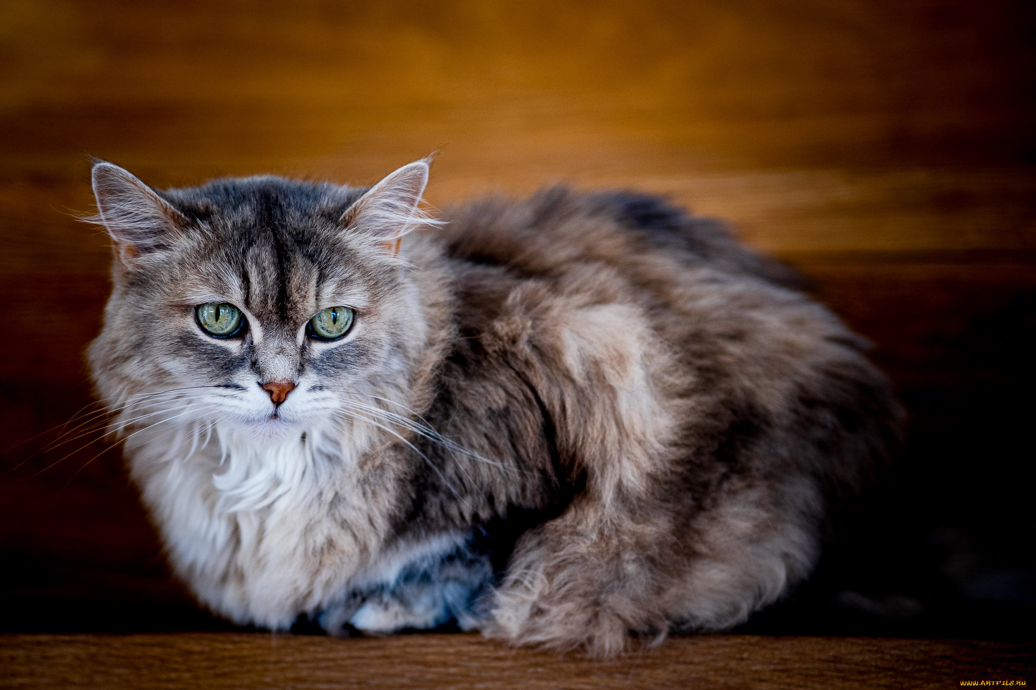 животные, коты, кот, кошка