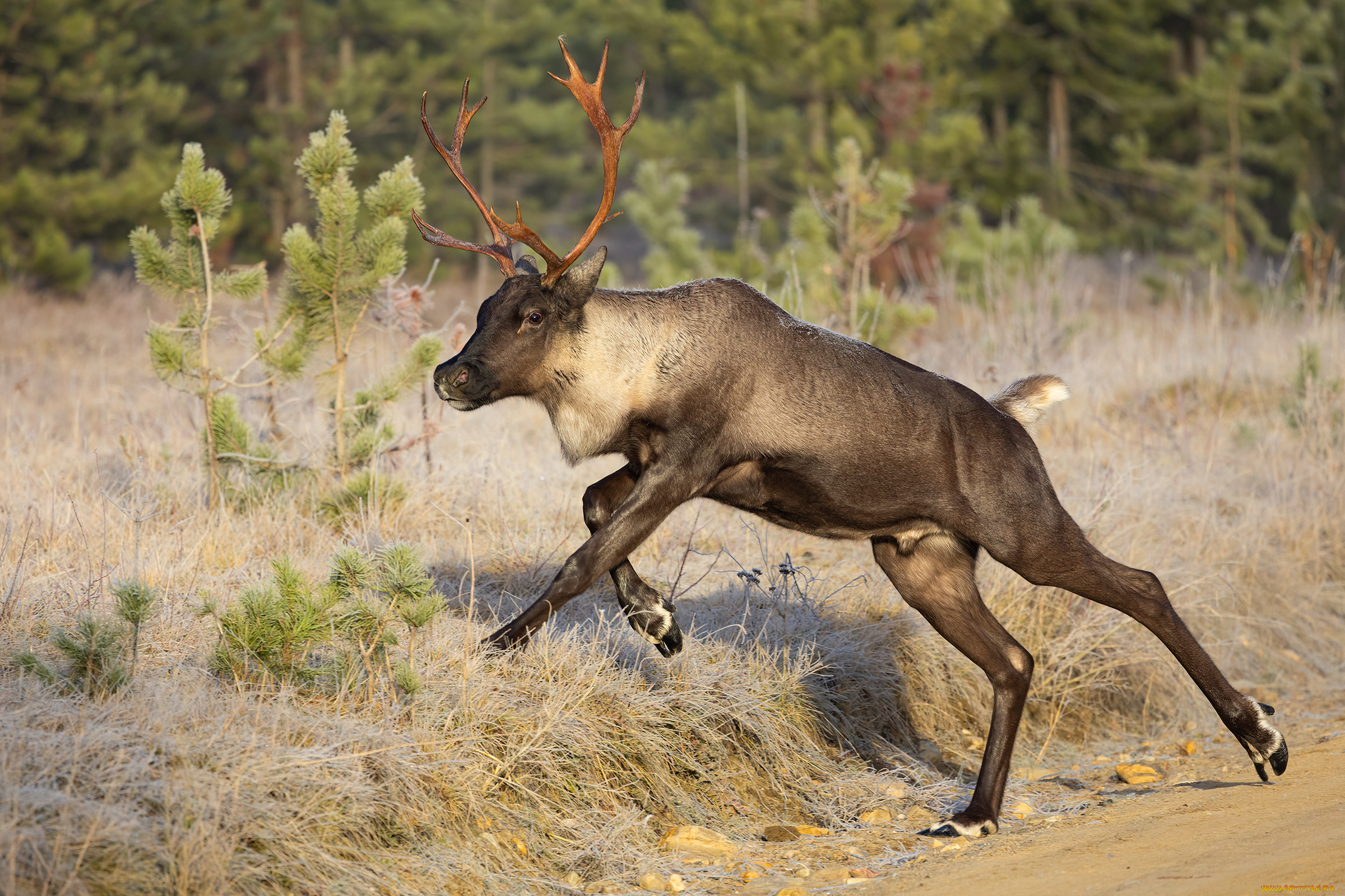 животные, олени, олень