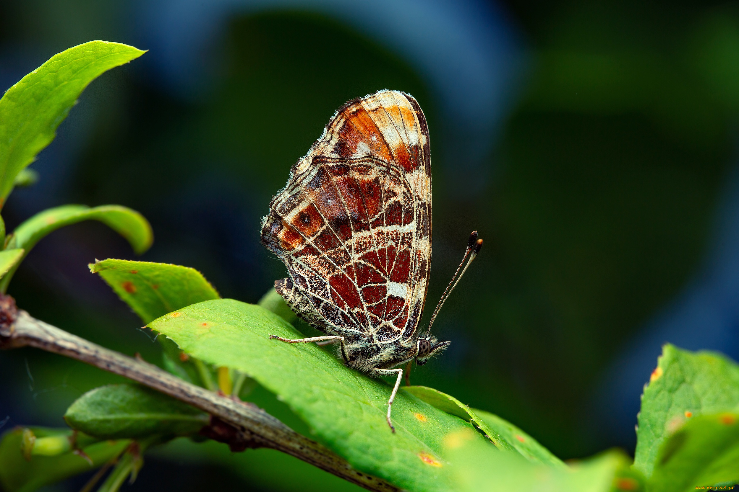 животные, бабочки, , мотыльки, , моли, бабочка