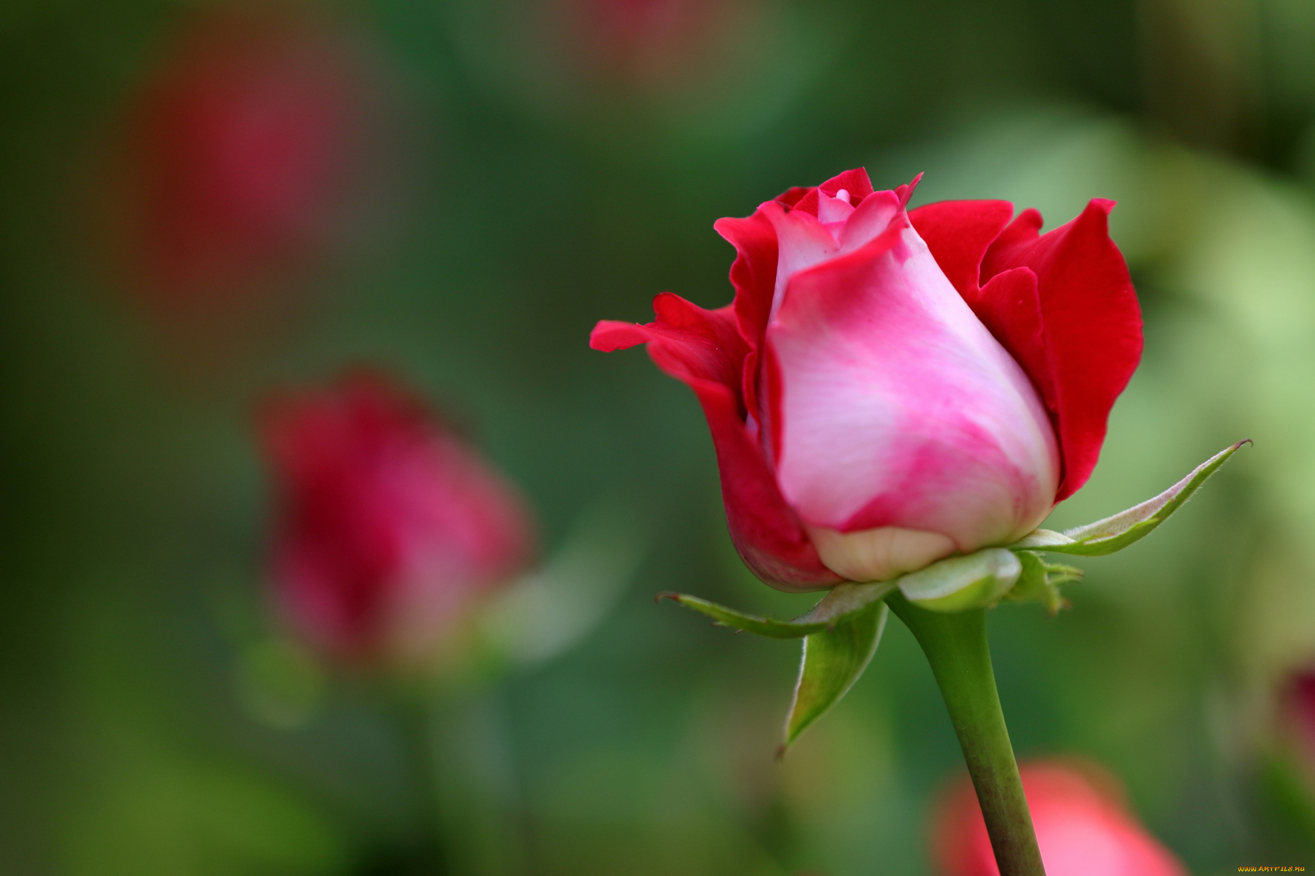 цветы, розы, алая, роза, бутон