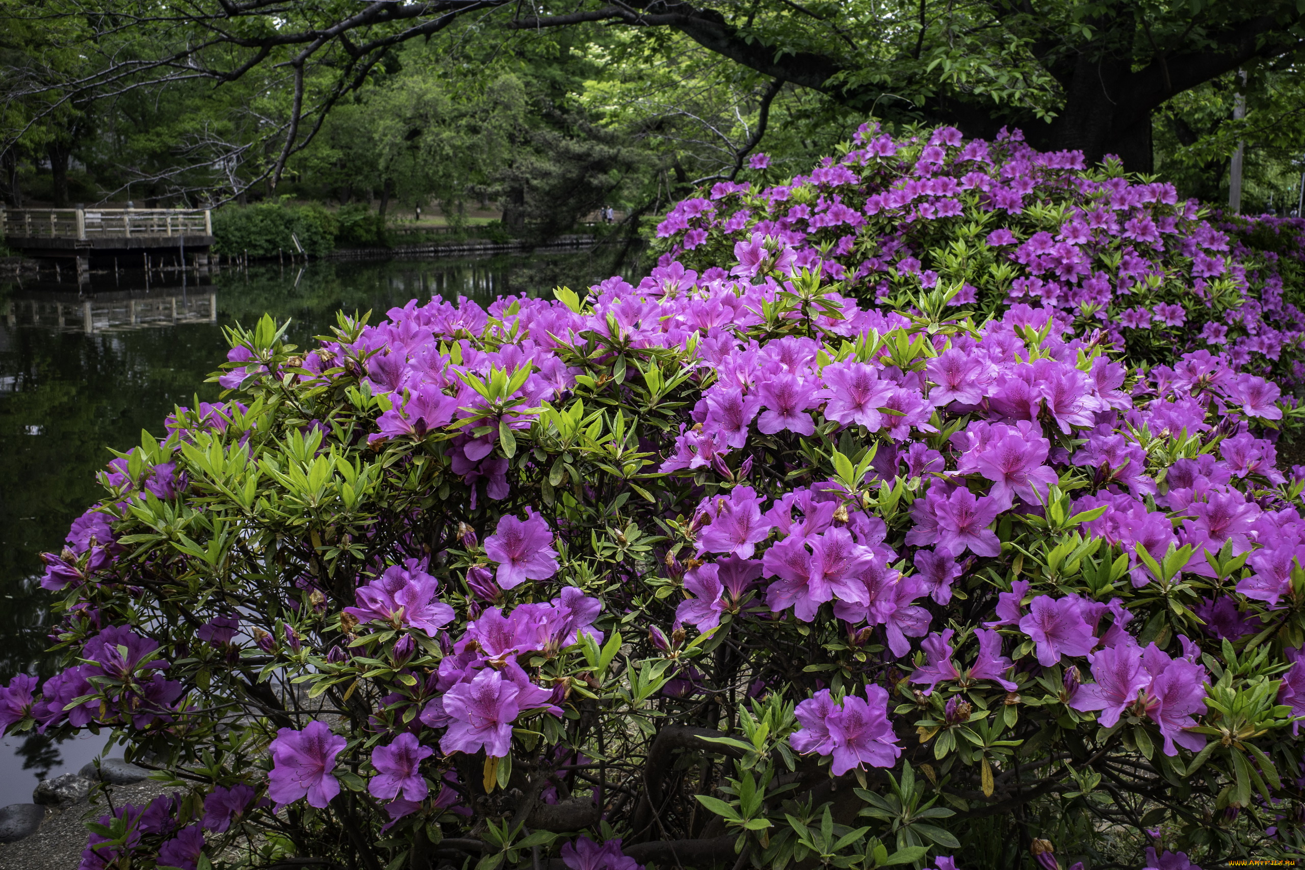 цветы, рододендроны, , азалии, розовый, рододендрон, куст