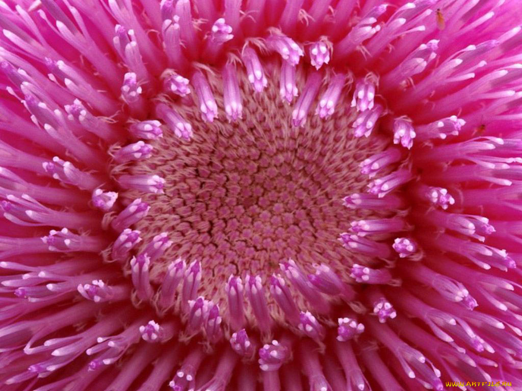 цветы, астры