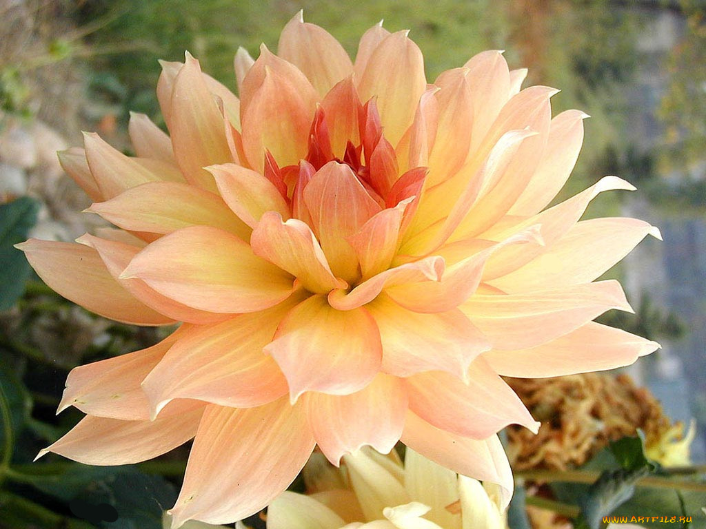 цветы, георгины