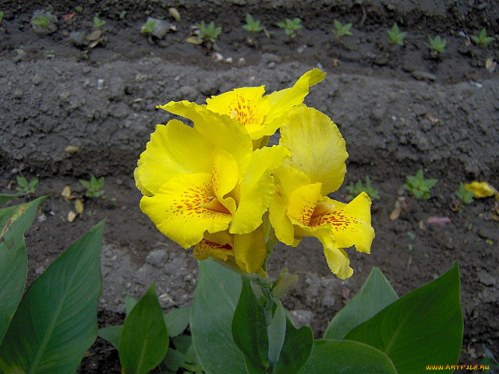 цветы, ирисы