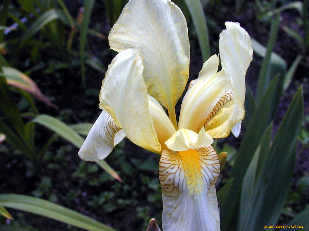 цветы, ирисы