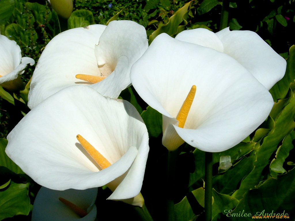 цветы, каллы