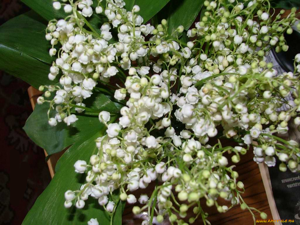 цветы, ландыши