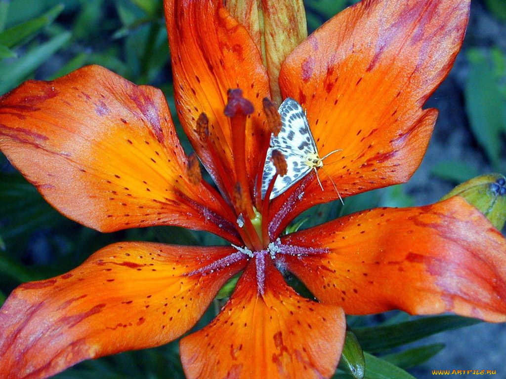 цветы, лилии, лилейники