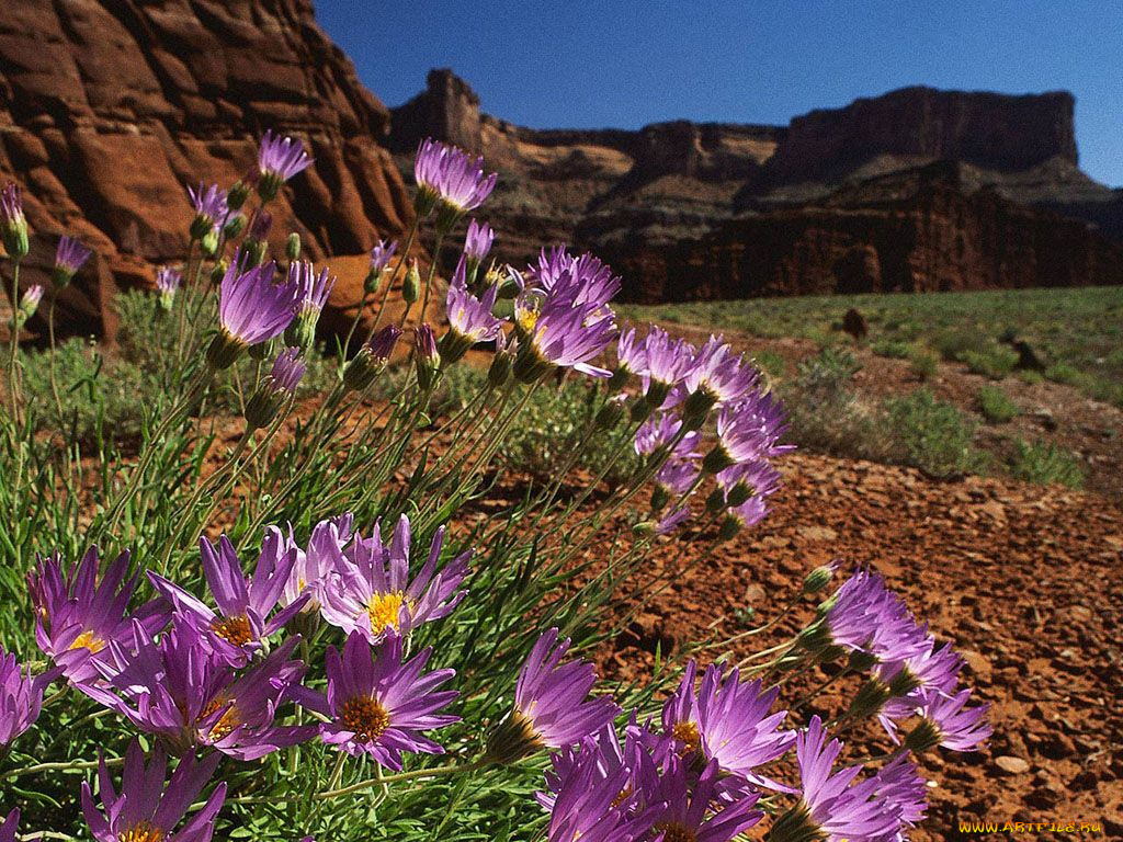 цветы, луговые, полевые