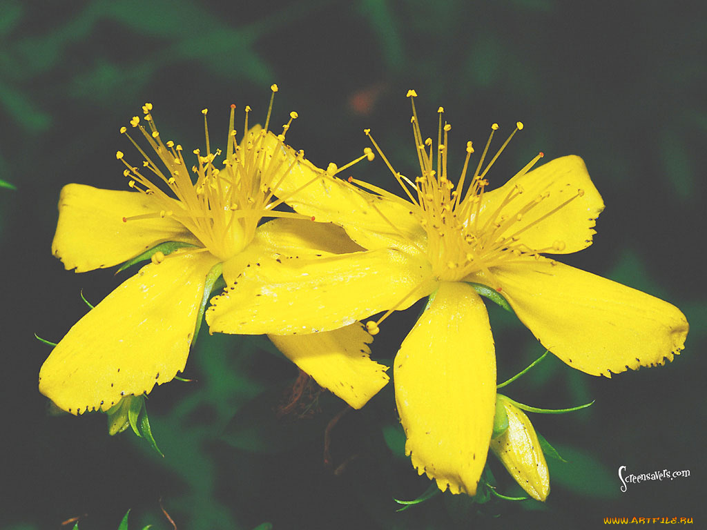 цветы, луговые, полевые