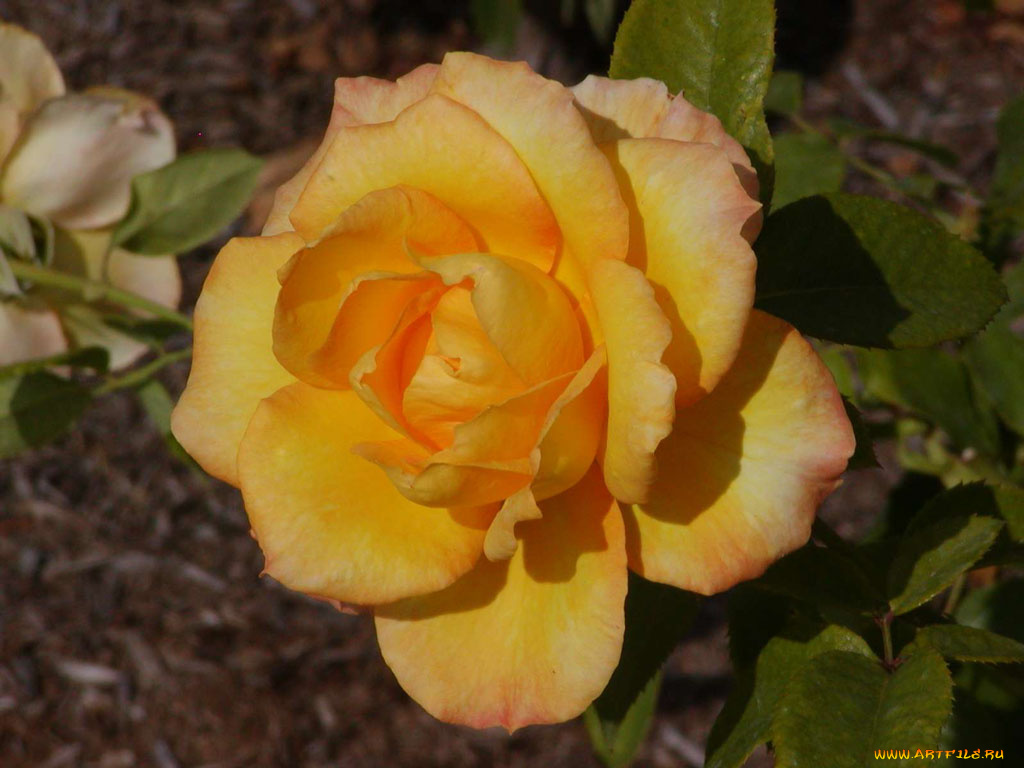 цветы, розы