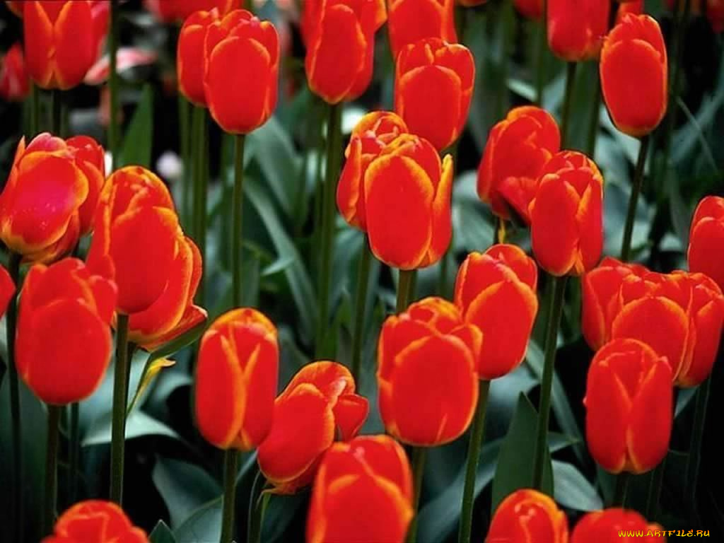 цветы, тюльпаны