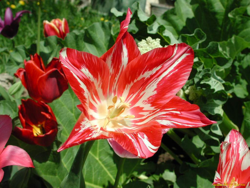 цветы, тюльпаны