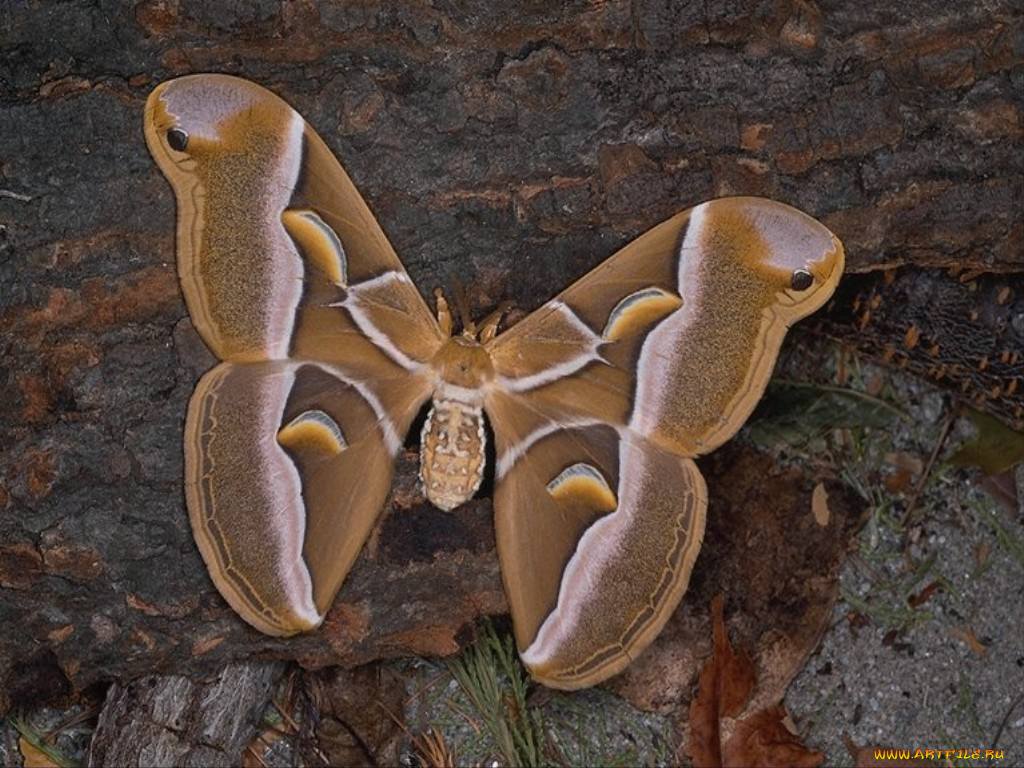 животные, бабочки