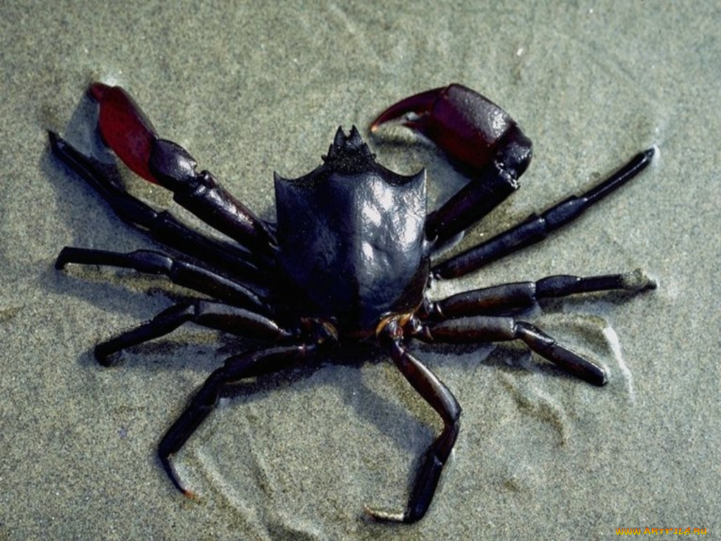 животные, крабы, раки