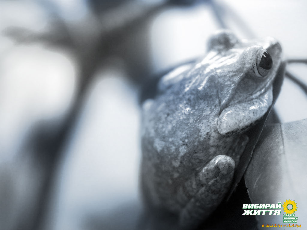 животные, лягушки