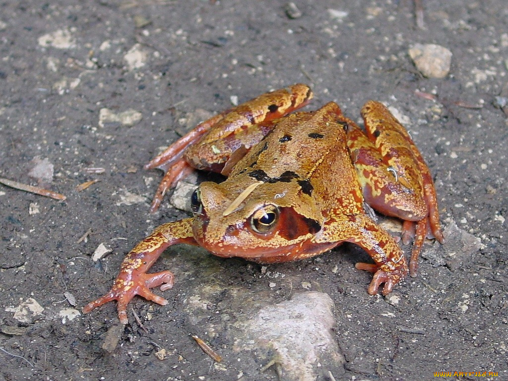 животные, лягушки