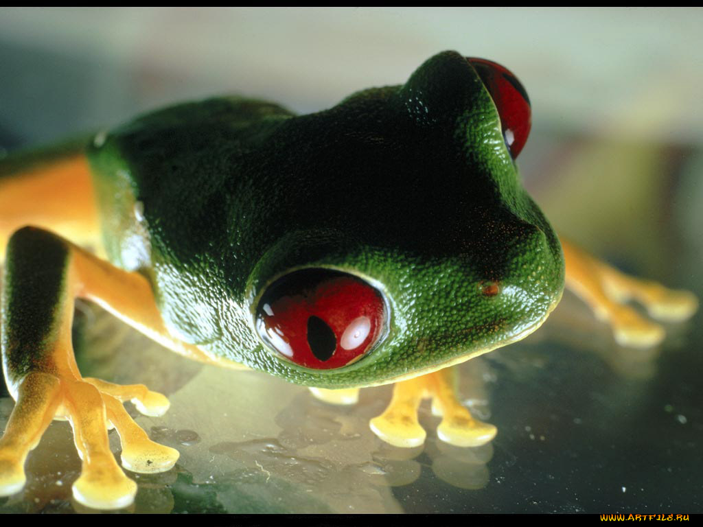 животные, лягушки