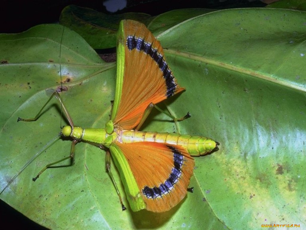 животные, насекомые