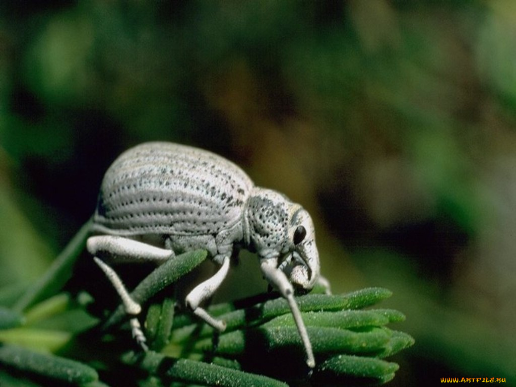 животные, насекомые