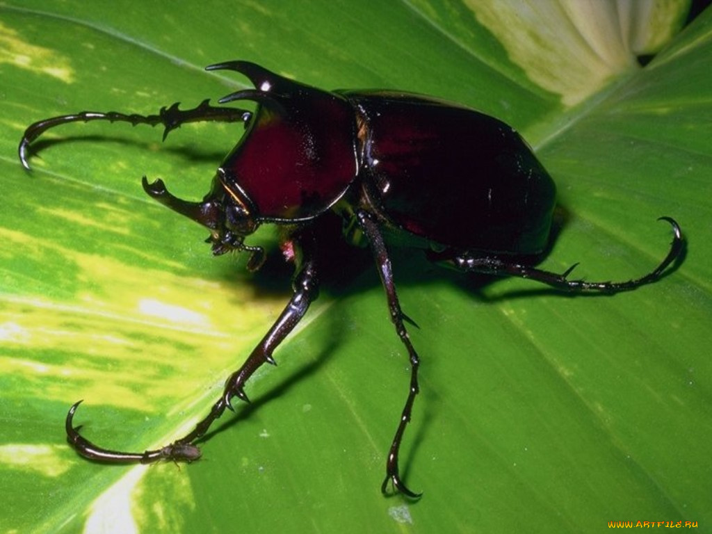 животные, насекомые