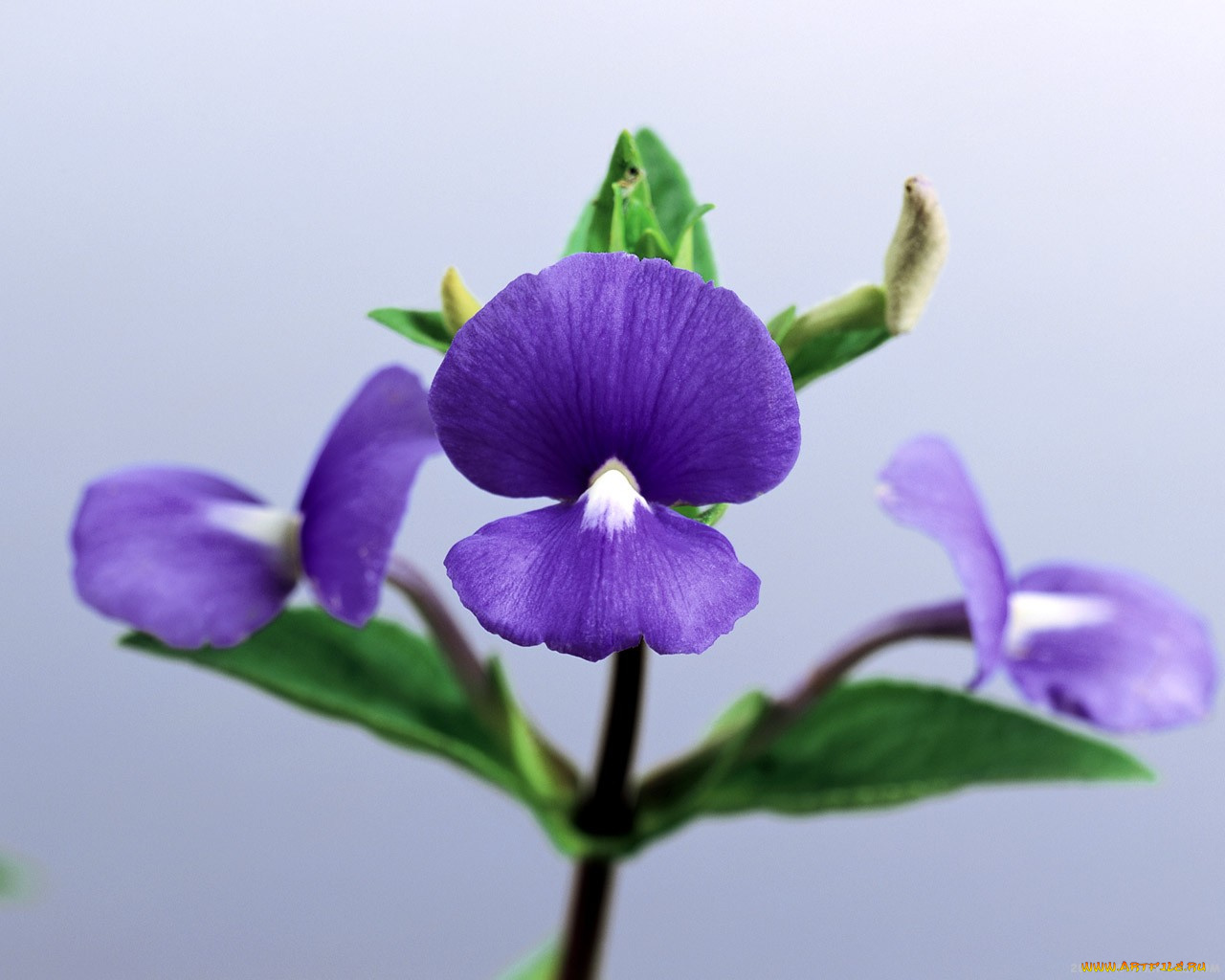 цветы, фиалки