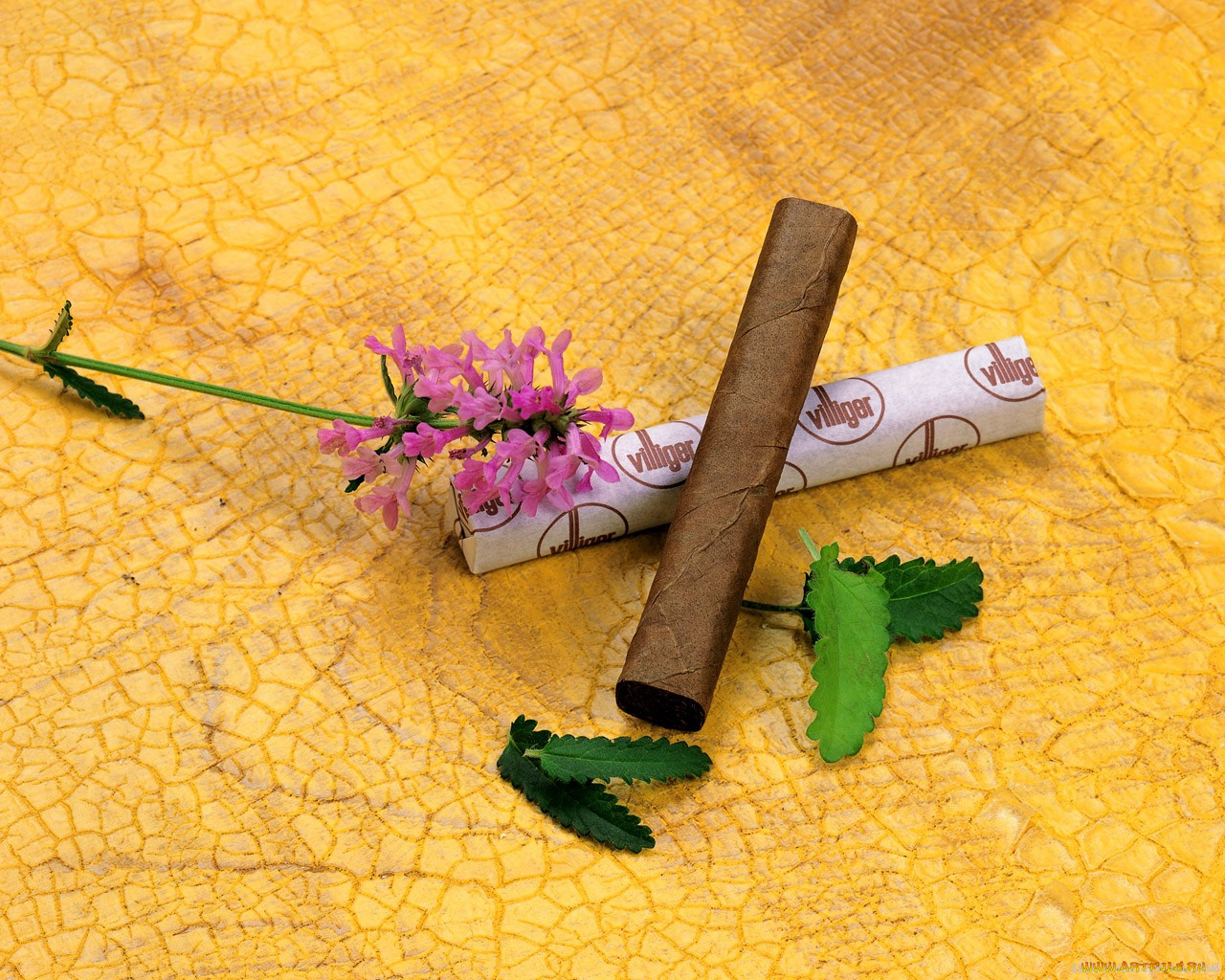 цветы, луговые, полевые