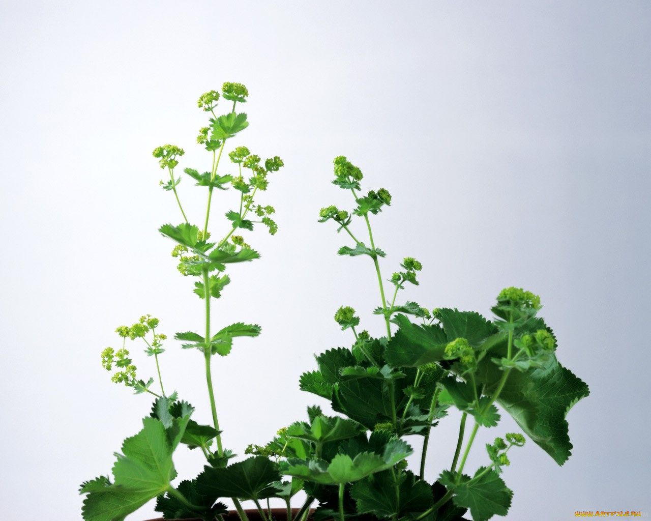 цветы, луговые, полевые