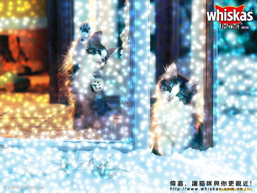 бренды, whiskas