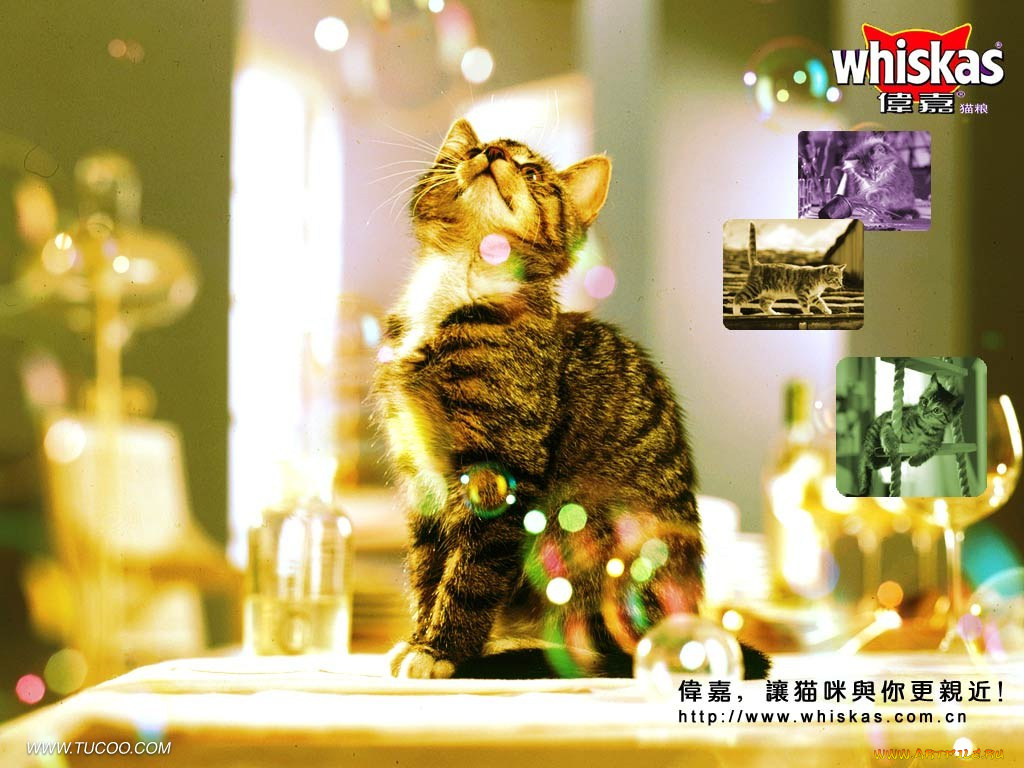 бренды, whiskas