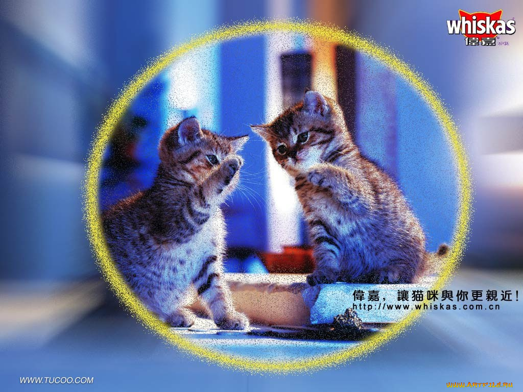 бренды, whiskas