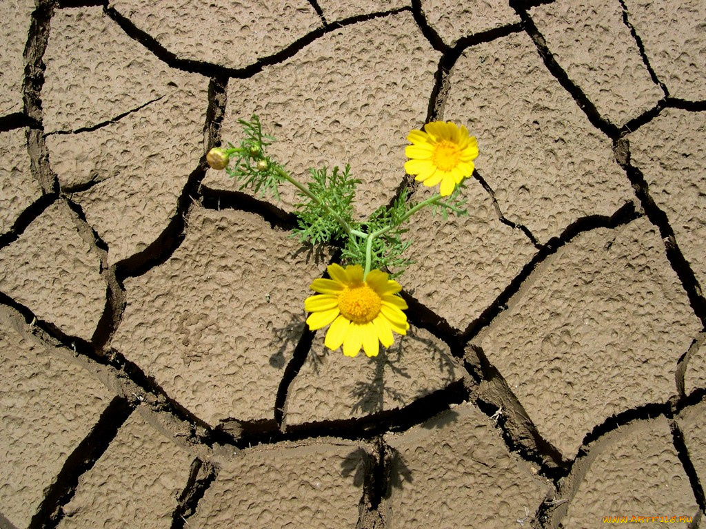 цветы, луговые, полевые