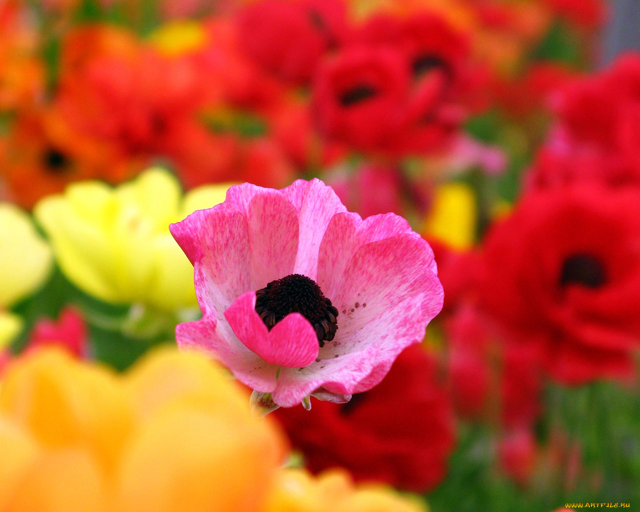 цветы, анемоны, адонисы