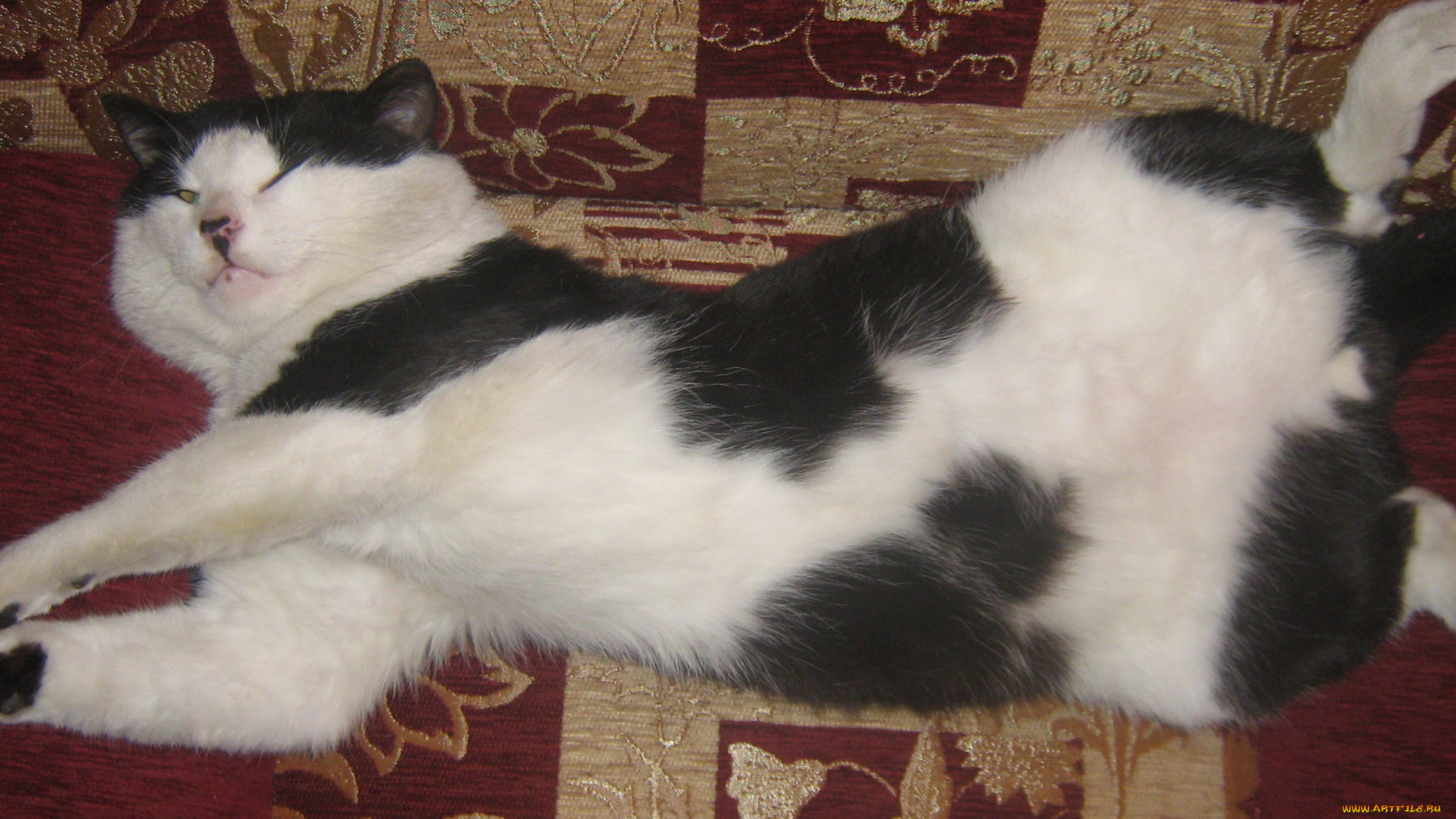 животные, коты