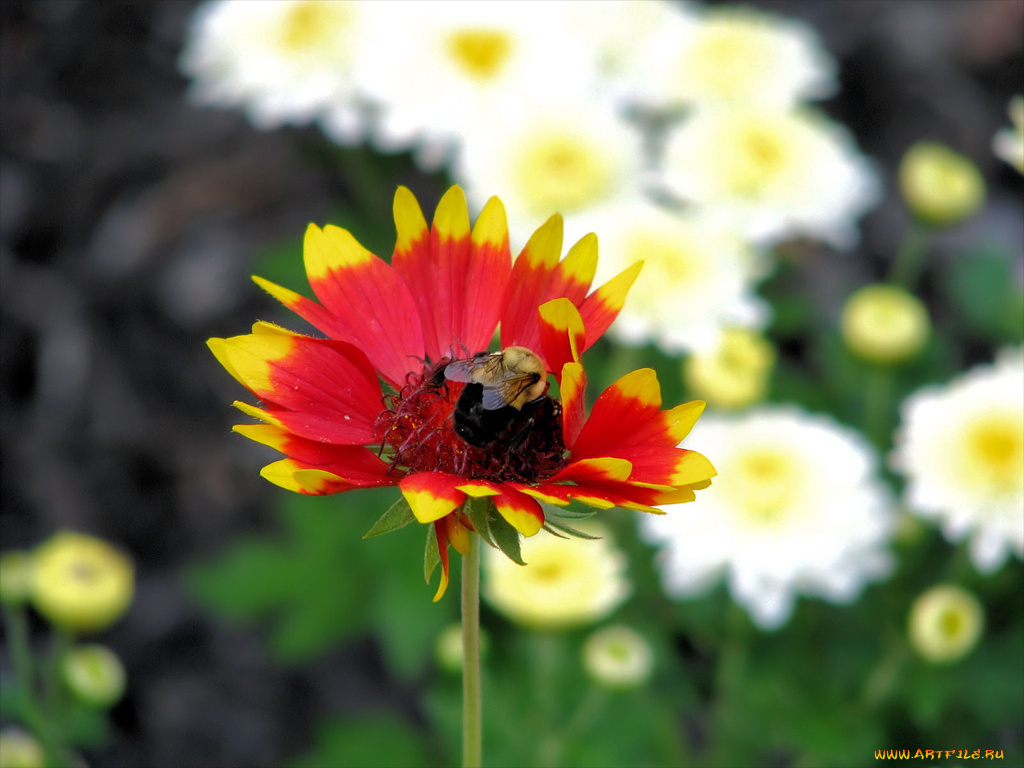 цветы, гайлардии, гелениумы