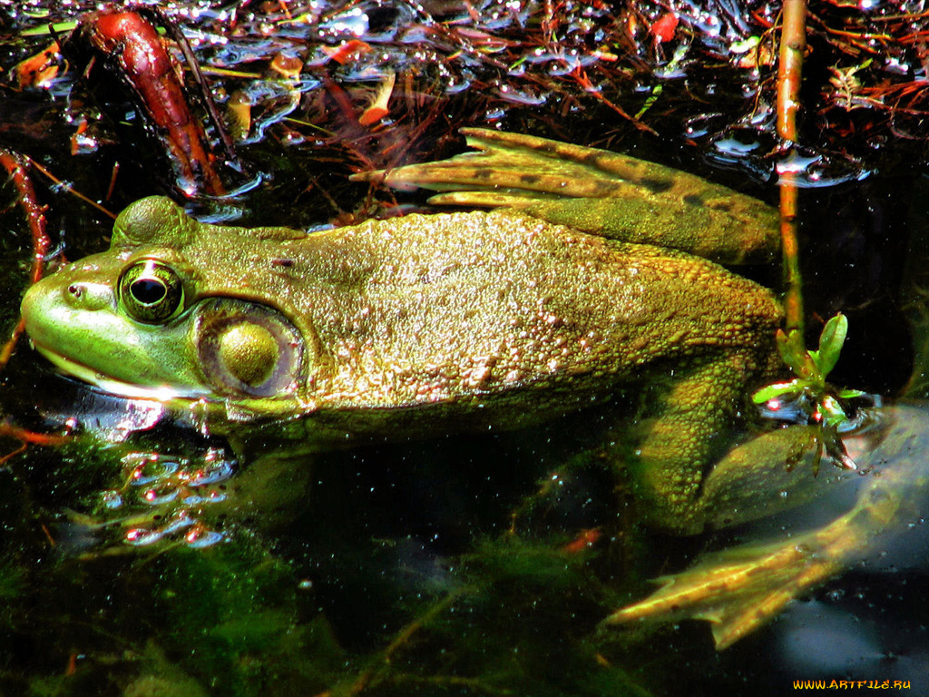 животные, лягушки