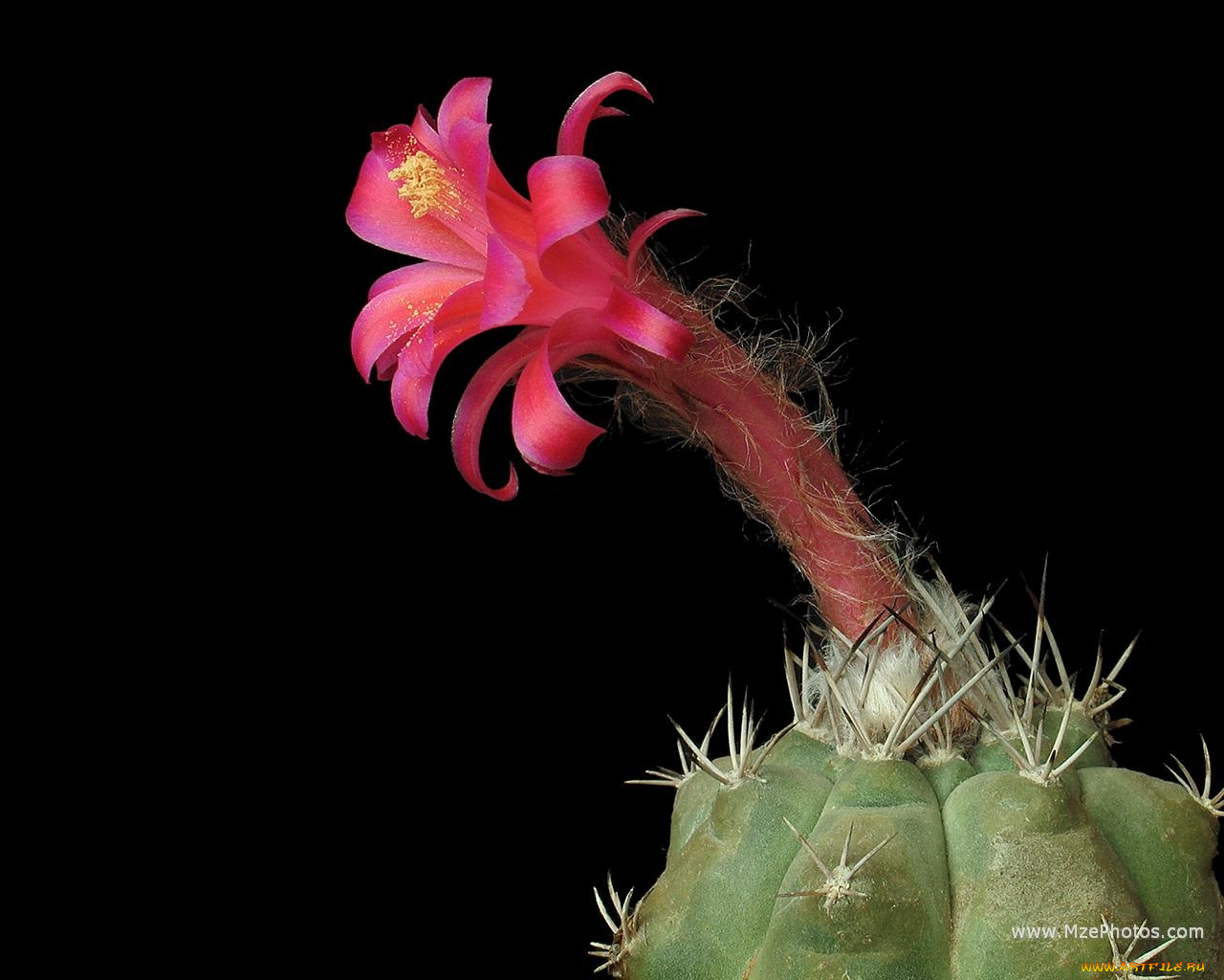 цветы, кактусы