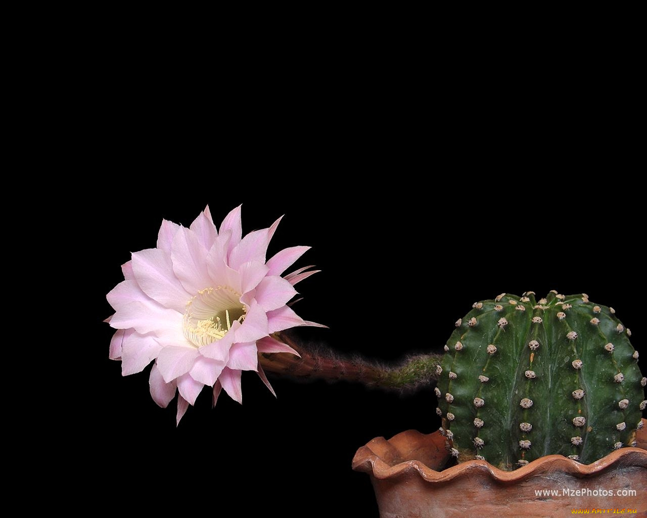 цветы, кактусы
