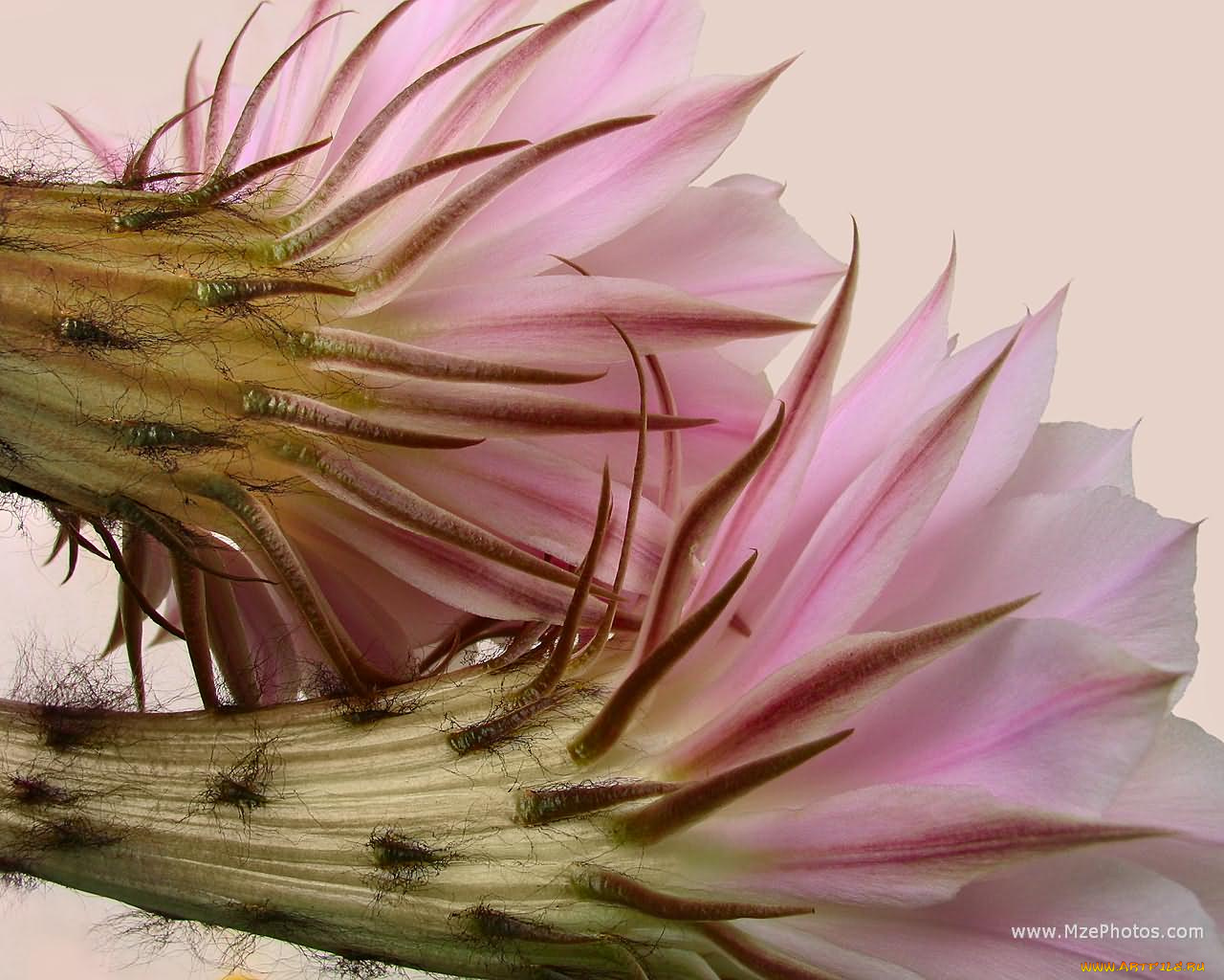 цветы, кактусы