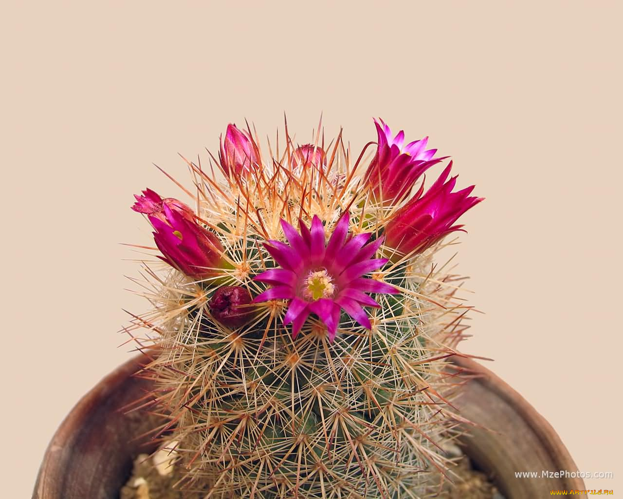 цветы, кактусы