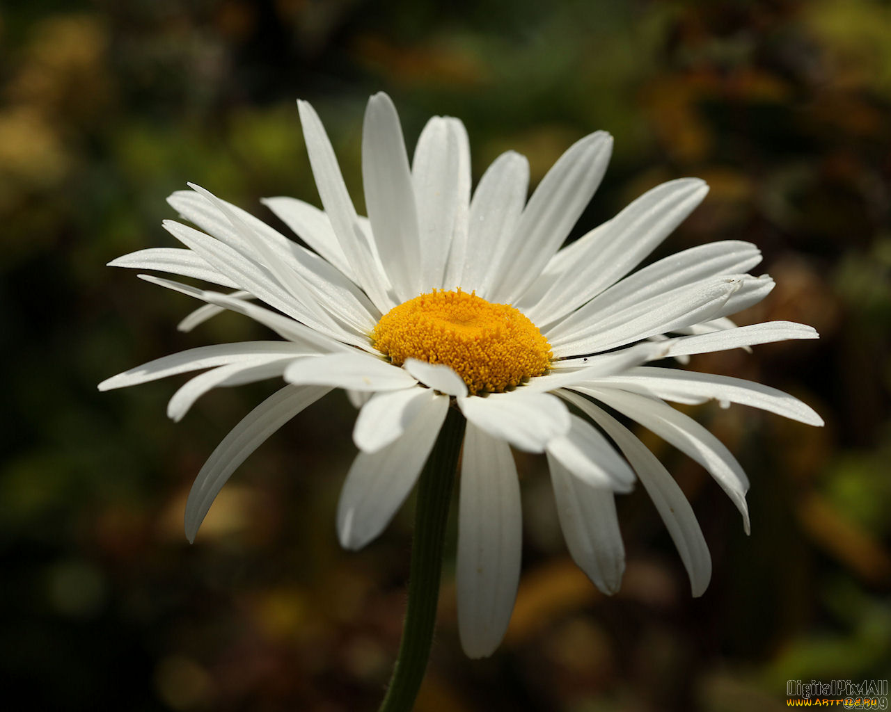 цветы, ромашки