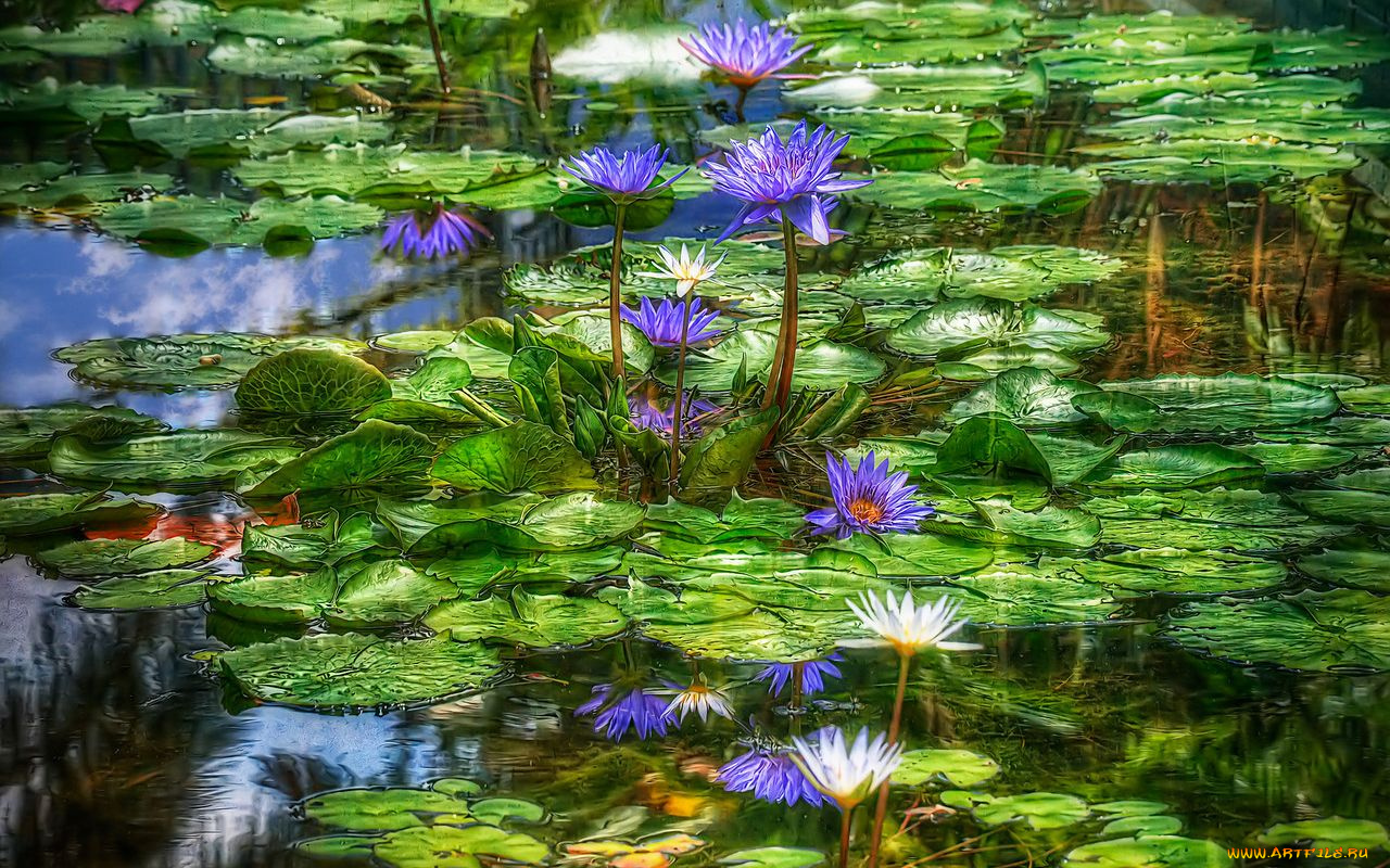 цветы, лилии, водяные, нимфеи, кувшинки