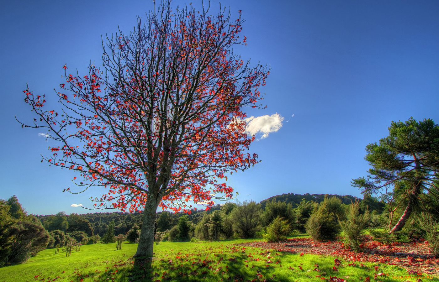 природа, деревья