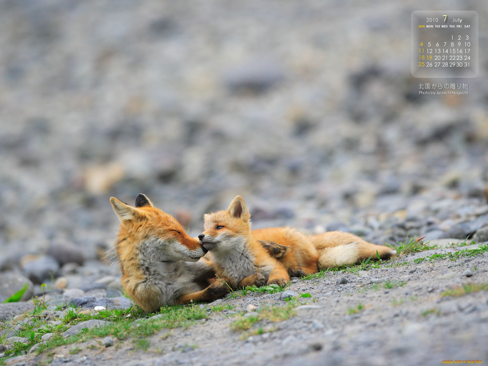 календари, животные